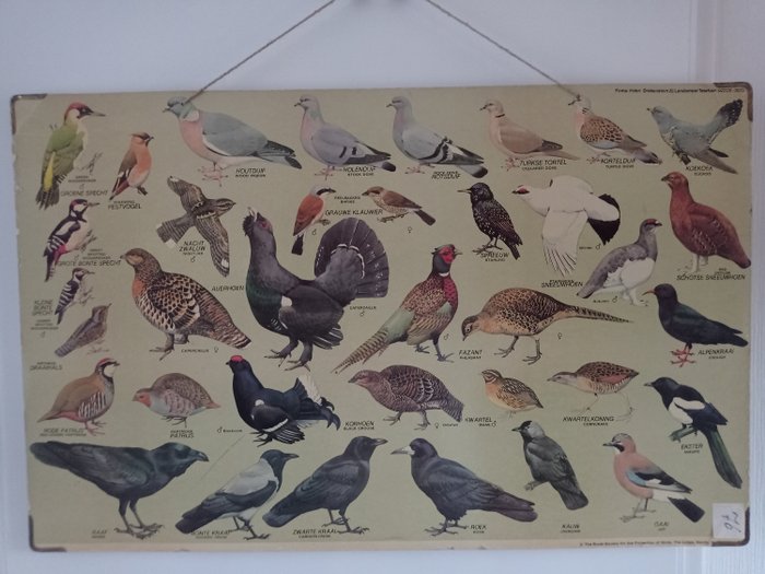 The Royal Society for the Protection of Birds - Hartă școlară - Păsări, ciocănitoare, porumbei, corbi etc. - Carton