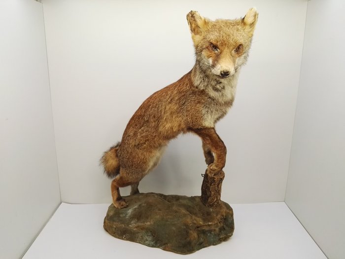 狐狸 动物标本剥制全身支架 - Vulpes Vulpes - 75 cm - 70 cm - 35 cm - 非《濒危物种公约》物种