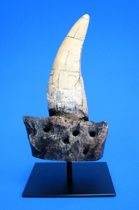 霸王龙牙齿复制品 爪 - T-Rex - 12 cm - 12 cm - 23 cm -  (1)