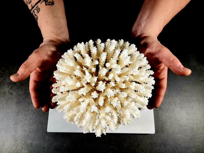 Coral polip - Taxidermie montură corp întreg - Acropora latistella - 15 cm - 26 cm - 20 cm - CITES Anexa II - Anexa B din UE