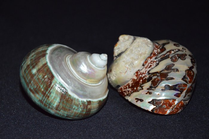 Sea Snail Sea shell - M-420 TURBO SARMATICUS/TURBO IMPERIALIS  (No Reserve Price)