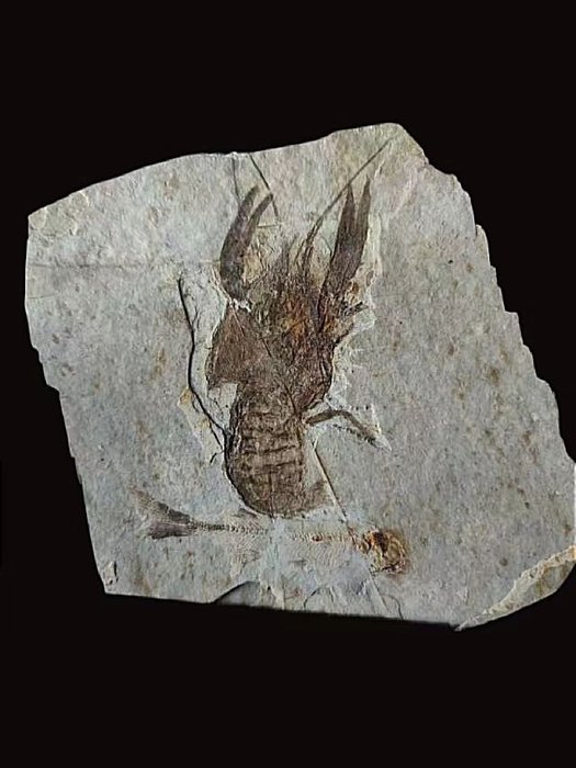 Fosilă naturală rară de homar - Animale fosilizate - 16 cm - 14 cm