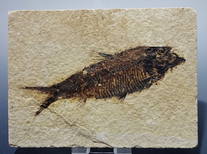 Fossile di pesce Knightia dalla formazione del Green River - Matrice fossile  (Senza Prezzo di Riserva)
