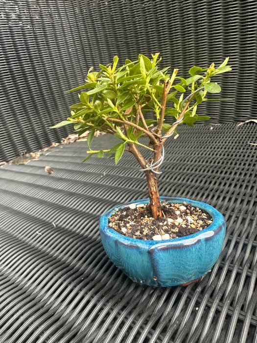 Atsalea-bonsai (Rhododendron) - Alankomaat