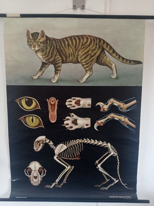 Jung Koch Quentell - School map - School poster The Cat. - Linen
