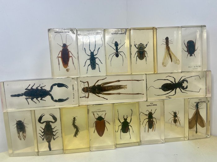 Collection sur le thème des animaux - Insectes
