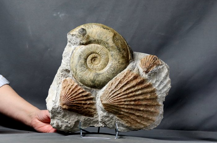 极具装饰性的侏罗纪墓地 - 动物化石 - Haugia variabilis & Ctenostreon sp - 32 cm - 28 cm