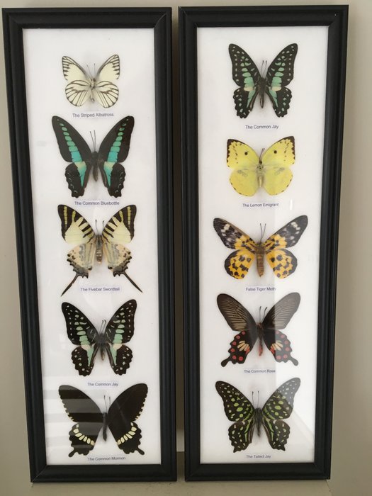 蝴蝶 標本牆壁支架 - LEPIDOPTERA - 380 mm - 125 mm - 20 mm - 非《瀕臨絕種野生動植物國際貿易公約》物種 - 2