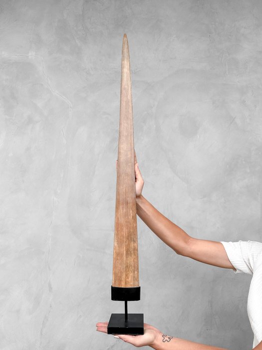 KEIN MINDESTPREIS - Extra großer Schwertfischstoßzahn, montiert auf einem passgenauen Ständer - Rostrum auf Ständer - Xiphias Gladius - 93 cm - 10 cm - 10 cm- Nicht-CITES-Arten -  (1)