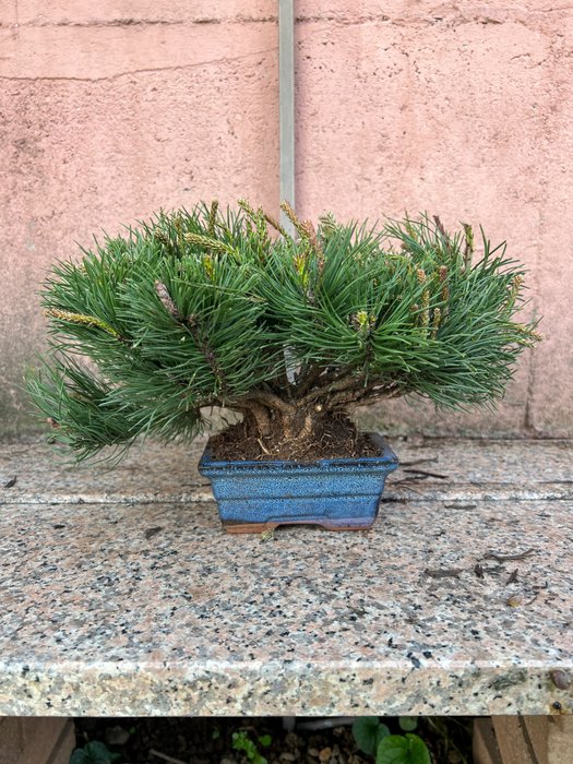 Pine bonsai (Pinus) - 高度 (樹): 24 cm - 深度 (樹): 38 cm - 日本