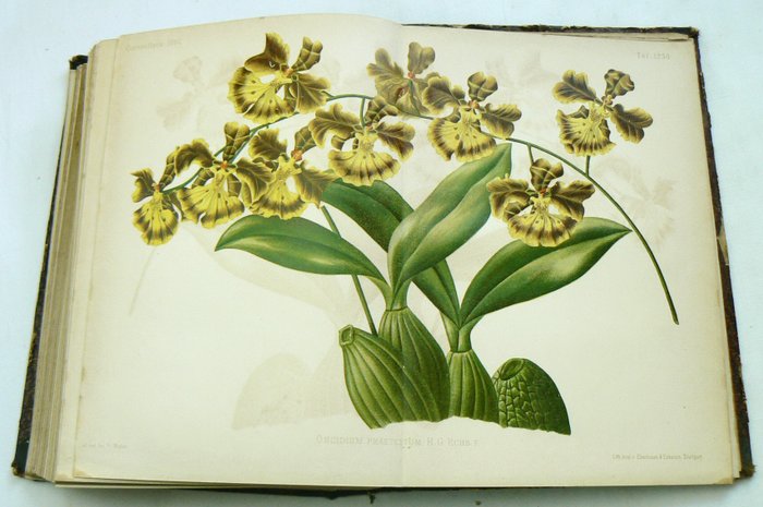 Eduard August von Regel [ed.], Carl Ludwig Max Wittmack [ed.] - Gartenflora: Allgemeine Monatschrift für deutsche, russische und schweizerische Gartenm- und - 1873-1887