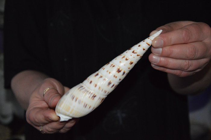 海蜗牛 海贝 - M-379 TEREBRA MACULATA  (没有保留价)