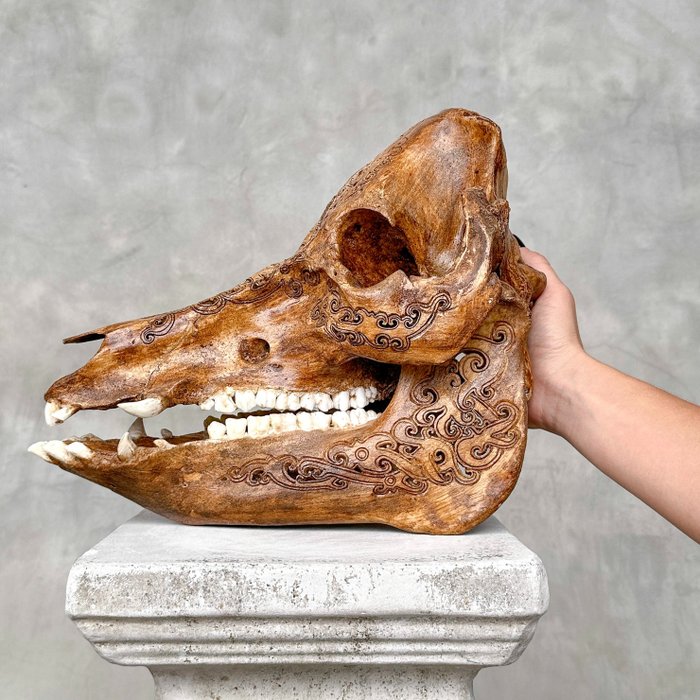 AUCUN PRIX DE RÉSERVE -Crâne de sanglier finement sculpté à la main - Motif tribal - Crâne sculpté - Suidae sp. - 25 cm - 17 cm - 30 cm- Espèces non-CITES -  (1)