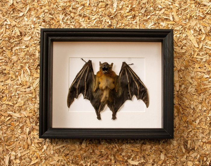 蝙蝠 標本全身支架 - Cynopterus brachyotis - 23.5 cm - 28.5 cm - 6 cm