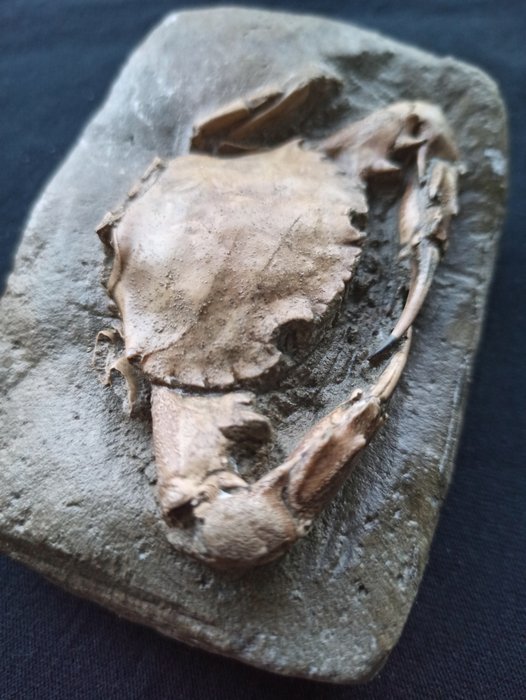 Granchio - Animale fossilizzato - Charybdis sp - 7.5 cm - 11 cm