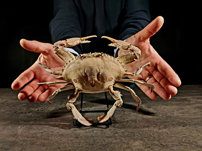 螃蟹 动物标本剥制全身支架 - Portunus sanguinolentus - 6 cm - 22 cm - 19 cm - esemplare NON in cites - 1