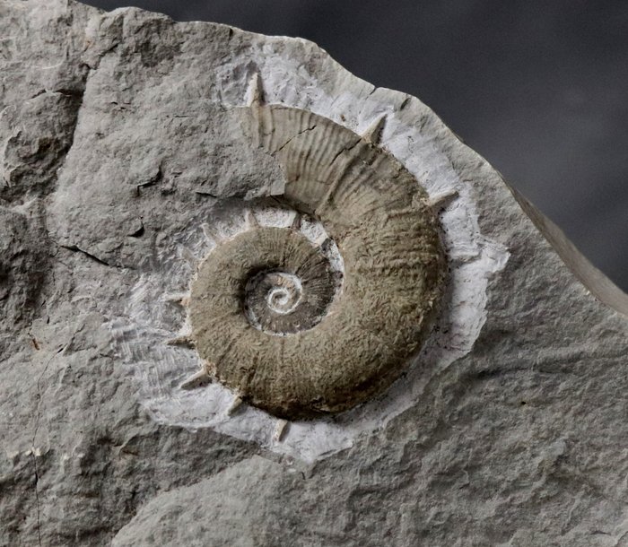 Hienoa kelaamatonta ammoniittia alkuperäisillä piikeillä - Kivettynyt eläin - Crioceratites nolani (6.2 cm) - 22 cm - 17 cm