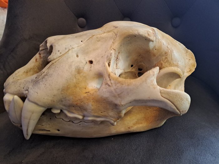 非洲狮 颅骨 - Panthera leo - 12 cm - 18 cm - 29 cm- CITES附录II - 欧盟附件B