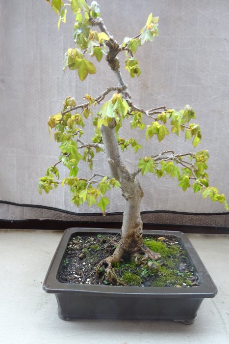 Dreispitz-Ahorn-Bonsai (Acer buergerianum) - Höhe (Baum): 48 cm - Tiefe (Baum): 24 cm - Italien