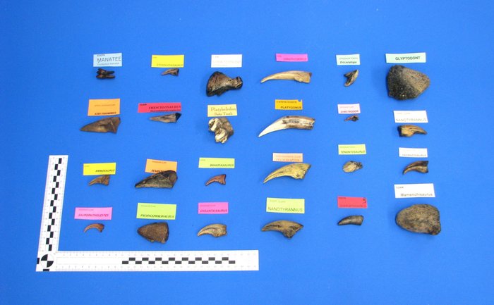 RÉPLICA de garra, diente, etc. de dinosaurio Esqueleto - Dino und andere - 0 cm - 0 cm - 0 cm -  (24)