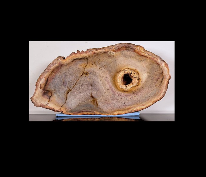 木化石 - 化石木材 - Tietea Singularis - 15.5 cm - 29.7 cm