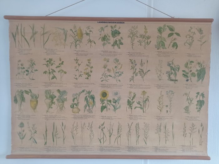 School map - School poster Agricultural crops. - Linen