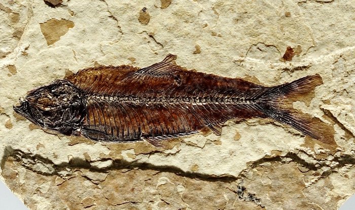 Fóssil de peixe Knightia da formação Green River - Matriz fóssil  (Sem preço de reserva)