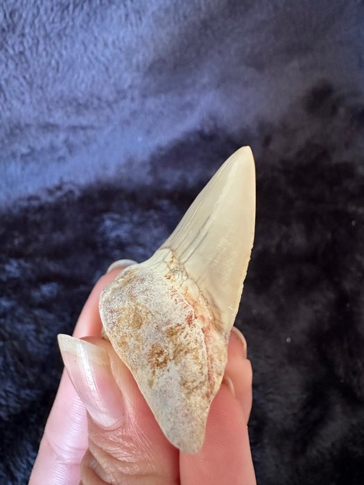 BIG shark tooth Otodus - Fossil tooth - otodusObliqus - 50 mm - 40 mm  (No Reserve Price)