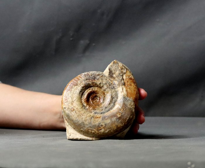 Feiner Ammonit - Auf freistehendem Stein - Tierfossil - Hildoceras bifrons (11.3 cm) - 13 cm - 10.3 cm  (Ohne Mindestpreis)