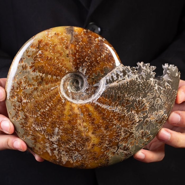 Aragonit und Calcit Schöner polierter Ammonit - Höhe: 200 mm - Breite: 170 mm- 1536 g