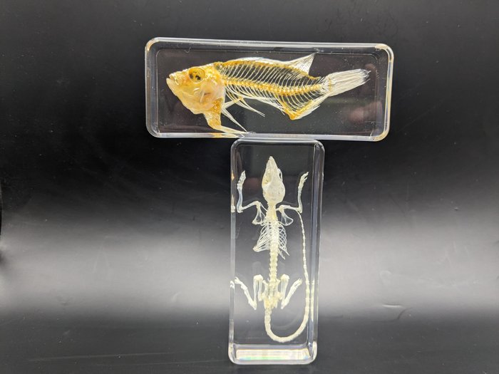 Mouse and Fish Skeleton - Mus, piscis - 110 mm - 42 mm - 27 mm- Non-CITES species -  (2)