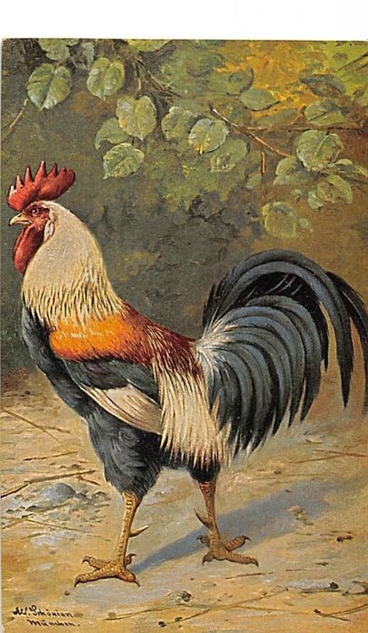 家禽及其他如公鸡、小鸡、孔雀、鸭等。 - 明信片 (80) - 1910-1960