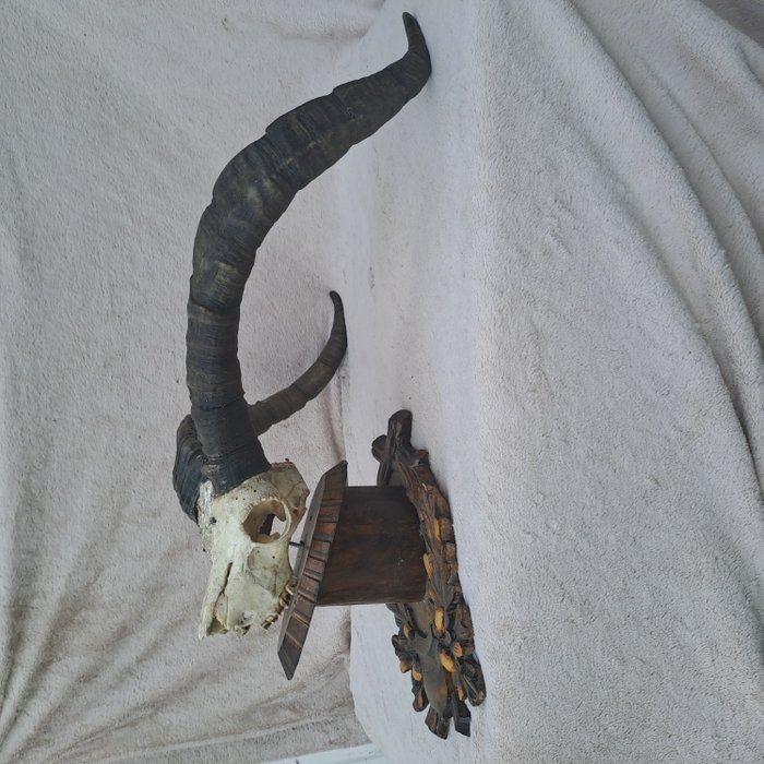 Iberian Ibex Skull - Support mural pour taxidermie - Capra pyrenaica - 70 cm - 62 cm - 26 cm - Espèces non-CITES