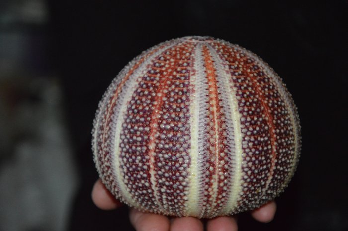 Sea Urchin Sea shell - M-408 CRYPTOSYRINGIDA ECHINUS ESCULENTUS  (No Reserve Price)